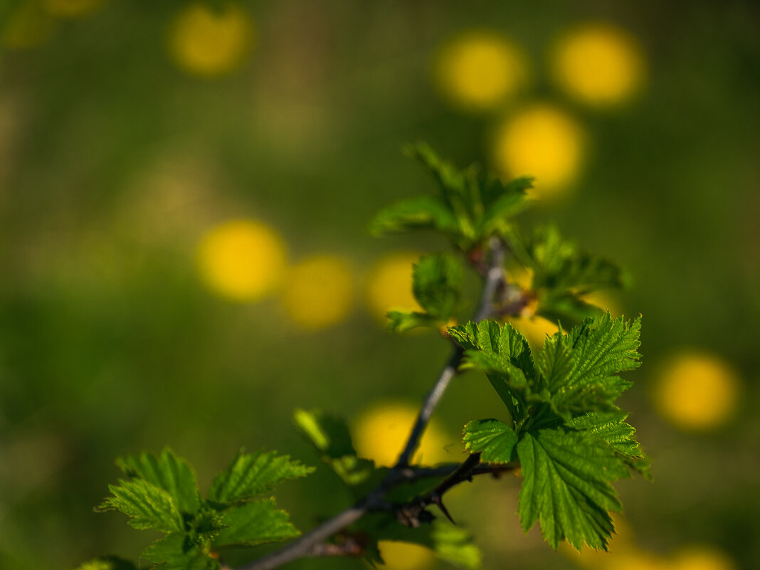 ... - Жора Житников ... - Жора Житников