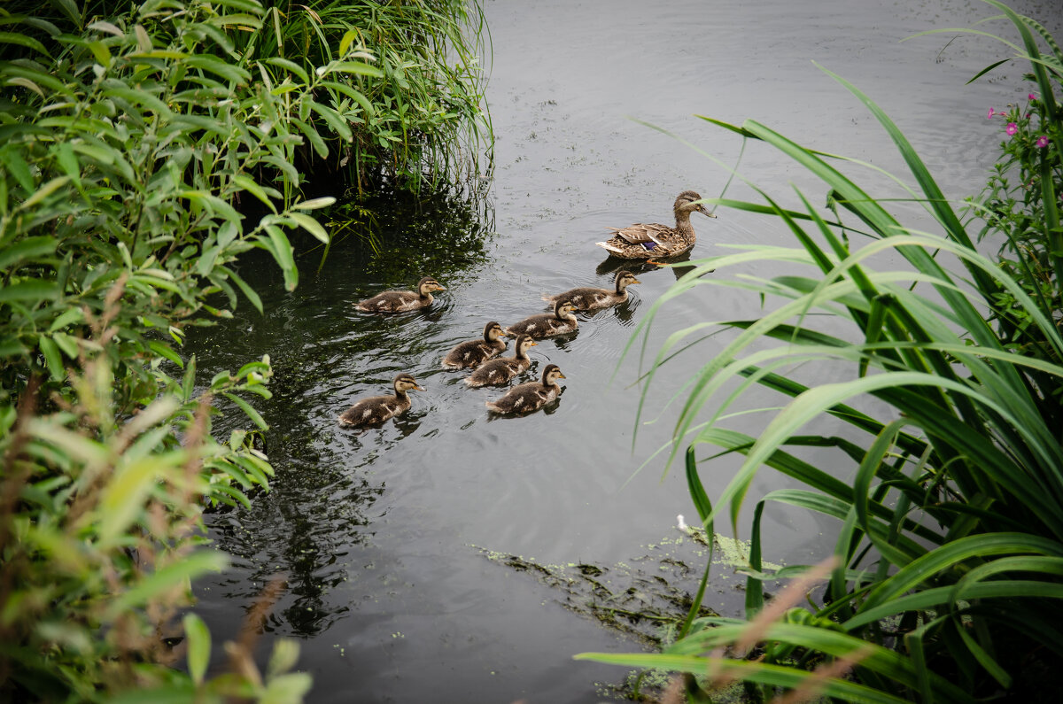 На пруду - Александр Бочериков