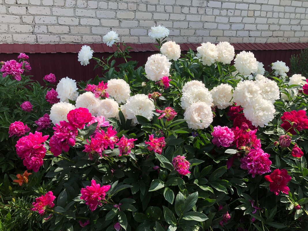 "И бело-розовая нежность в бутонах дивной красоты" - Ирэн 