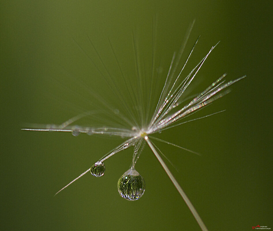Капелька - Андрей Пристяжнюк
