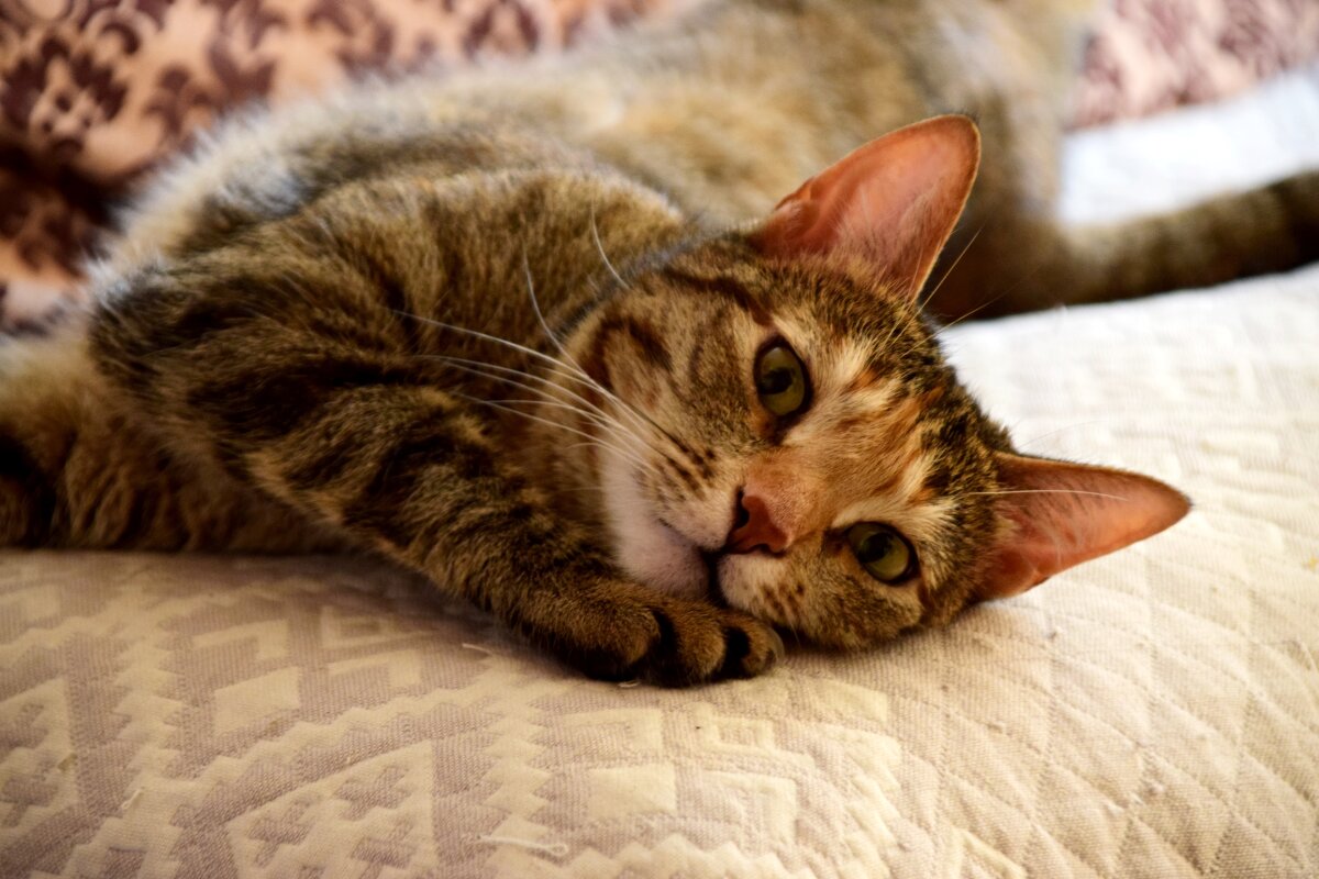 Зоська - Павленко Михаил 