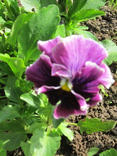 Необычный цвет - Дмитрий Никитин