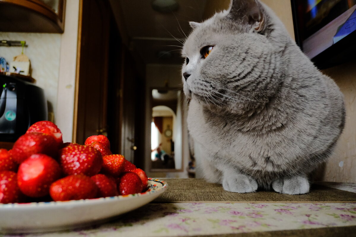 Как они это едят? - Лютый Дровосек Как они это едят? - Лютый Дровосек