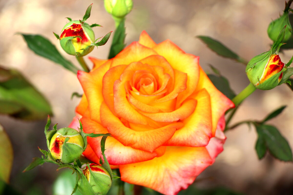 роза - Cветлана Свистунова