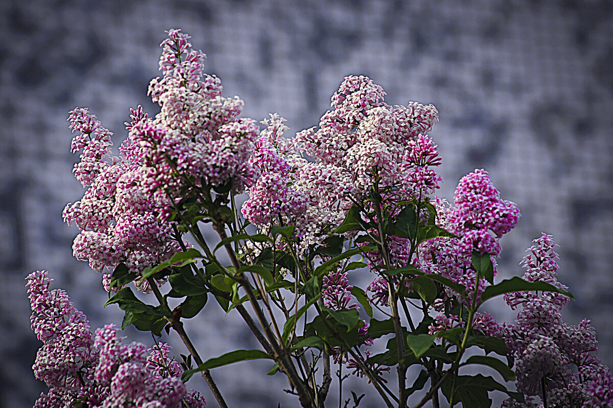 Сирень - Владимир Кроливец