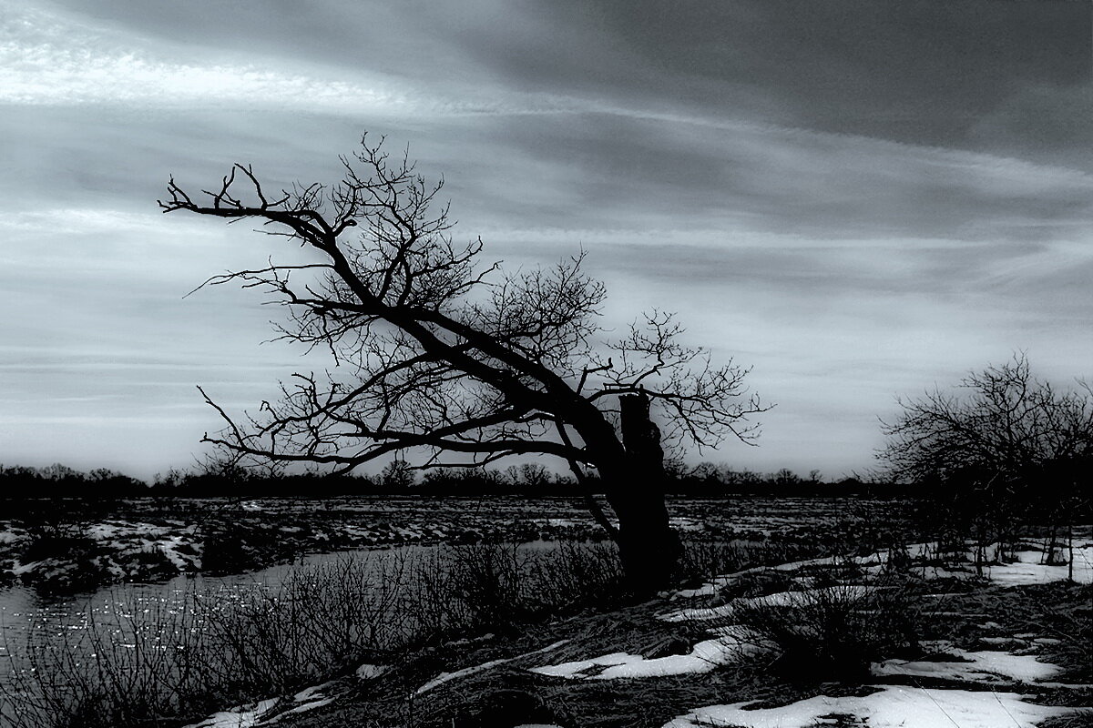 У старого дуба... - Владимир Шошин