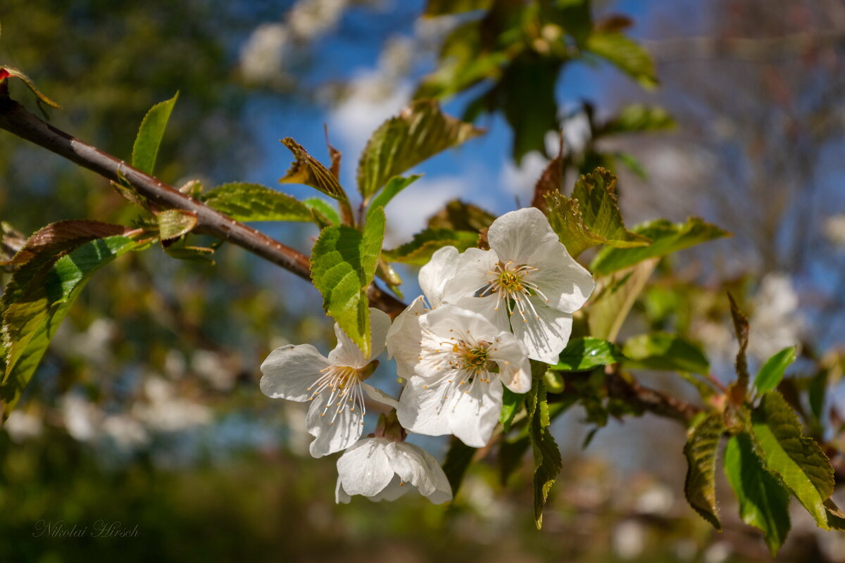 Весеннее... - Николай Гирш