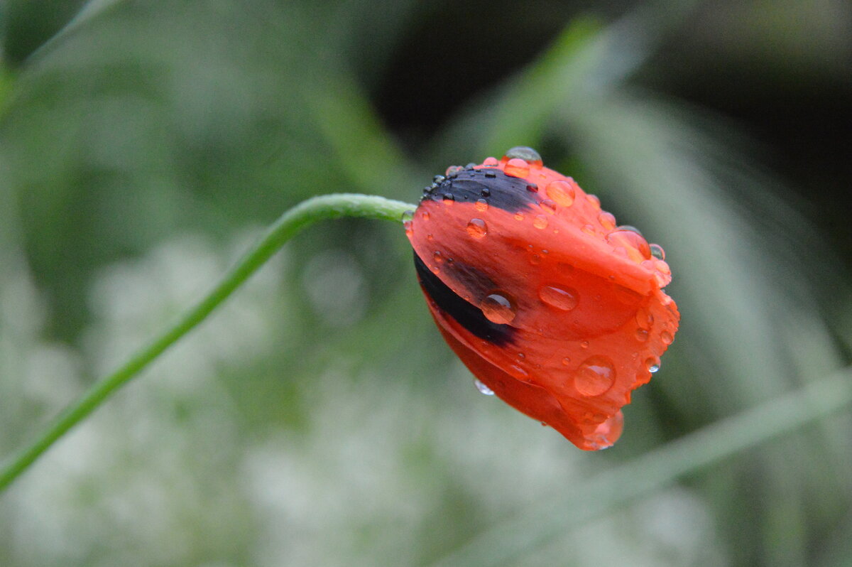 После дождя - Надежда Куркина 
