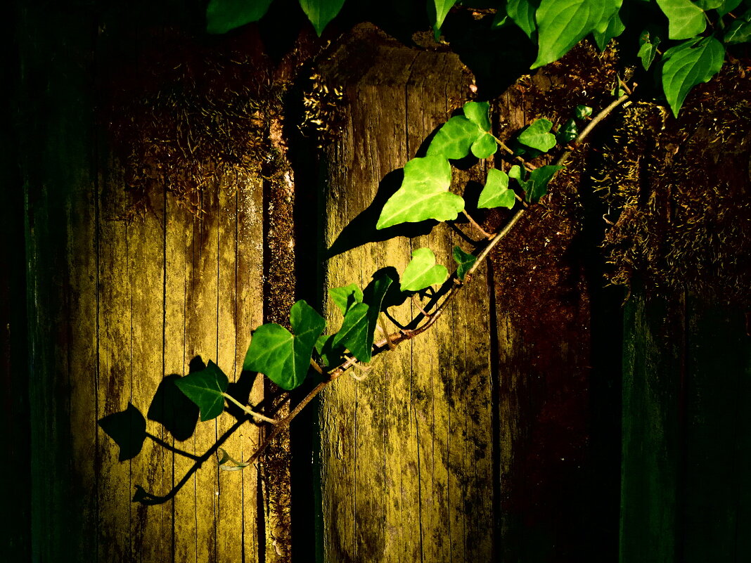 Летние этюды 26 - Алексей Кузнецов