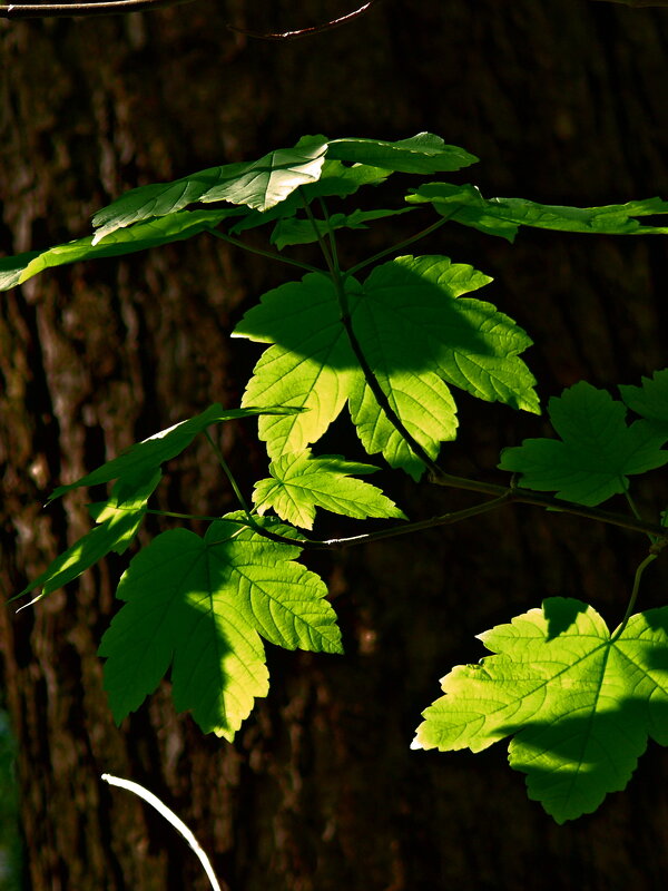 Летние этюды 29 - Алексей Кузнецов