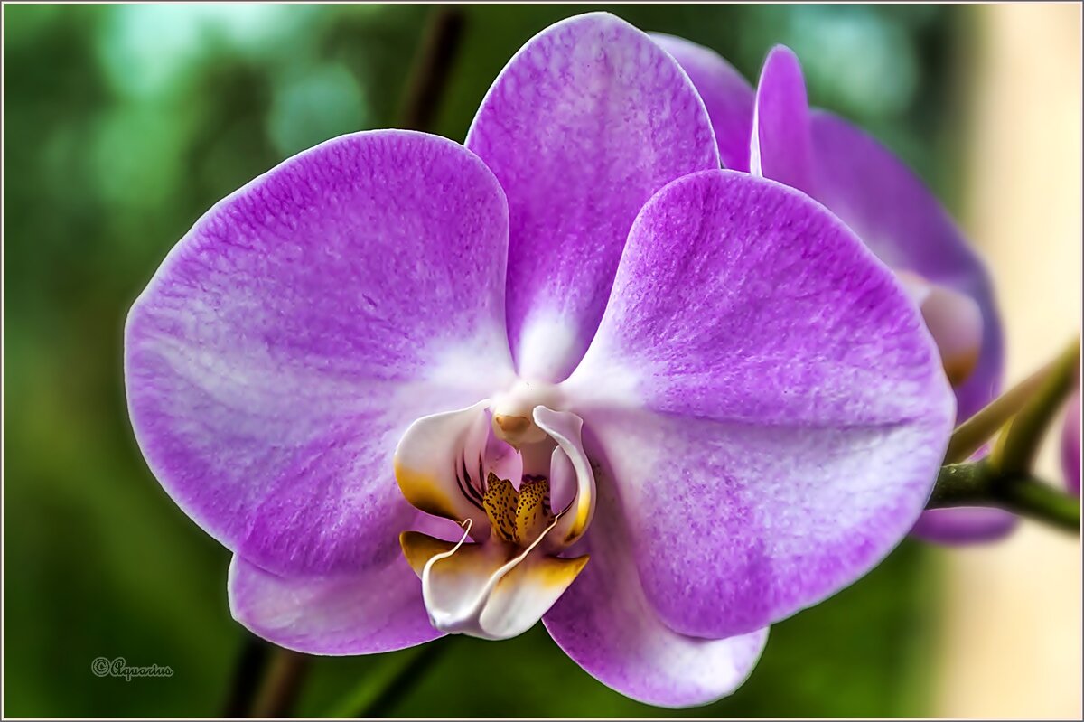 Про цветы.... - Aquarius - Сергей Про цветы.... - Aquarius - Сергей