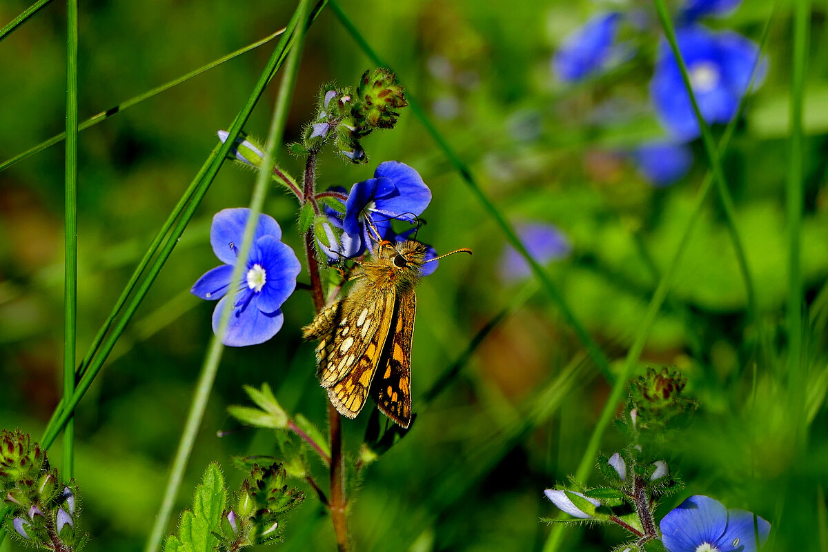 опять про бабочек 27 - Александр Прокудин опять про бабочек 27 - Александр Прокудин