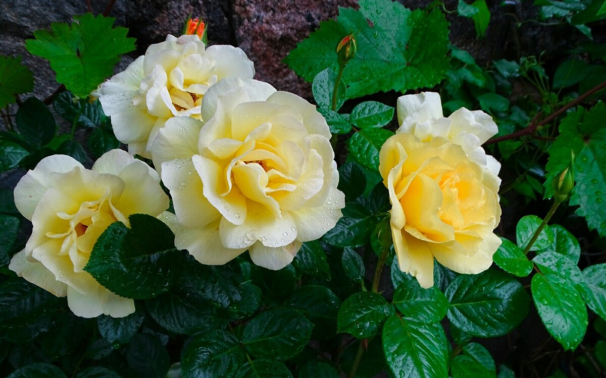 Городские цветы - Милешкин Владимир Алексеевич 