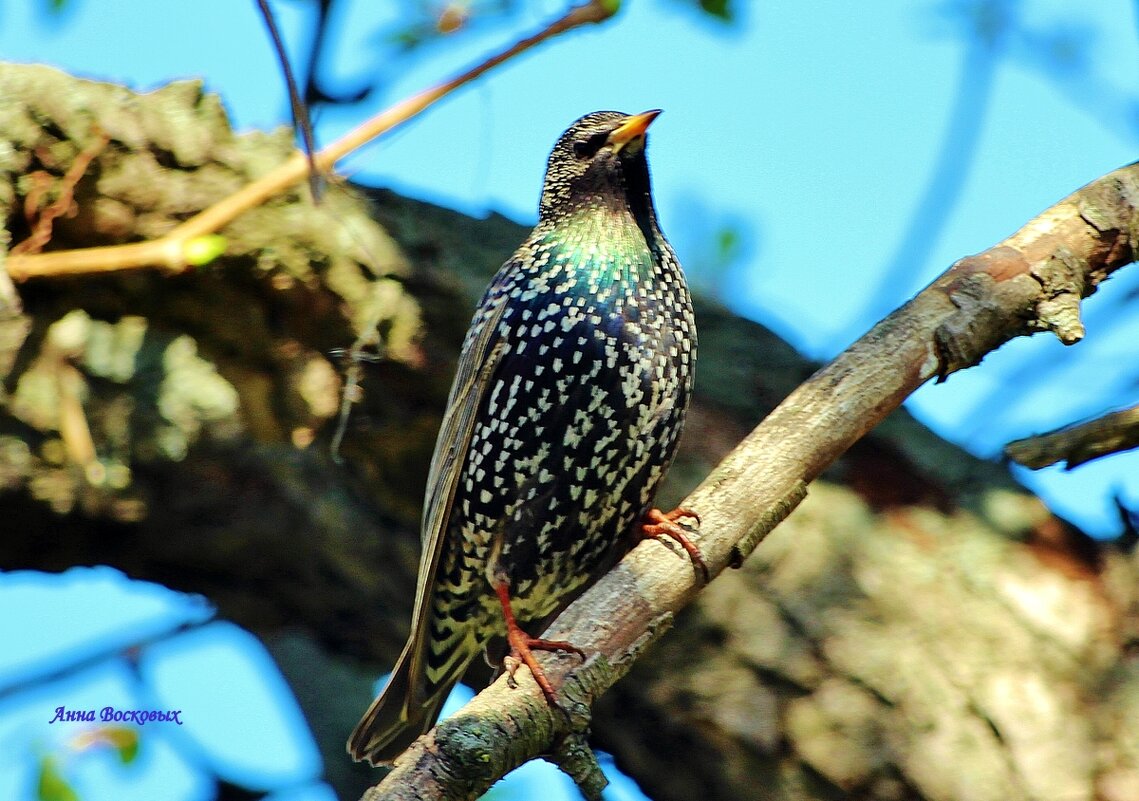 Скворец. - Восковых Анна Васильевна Скворец. - Восковых Анна Васильевна