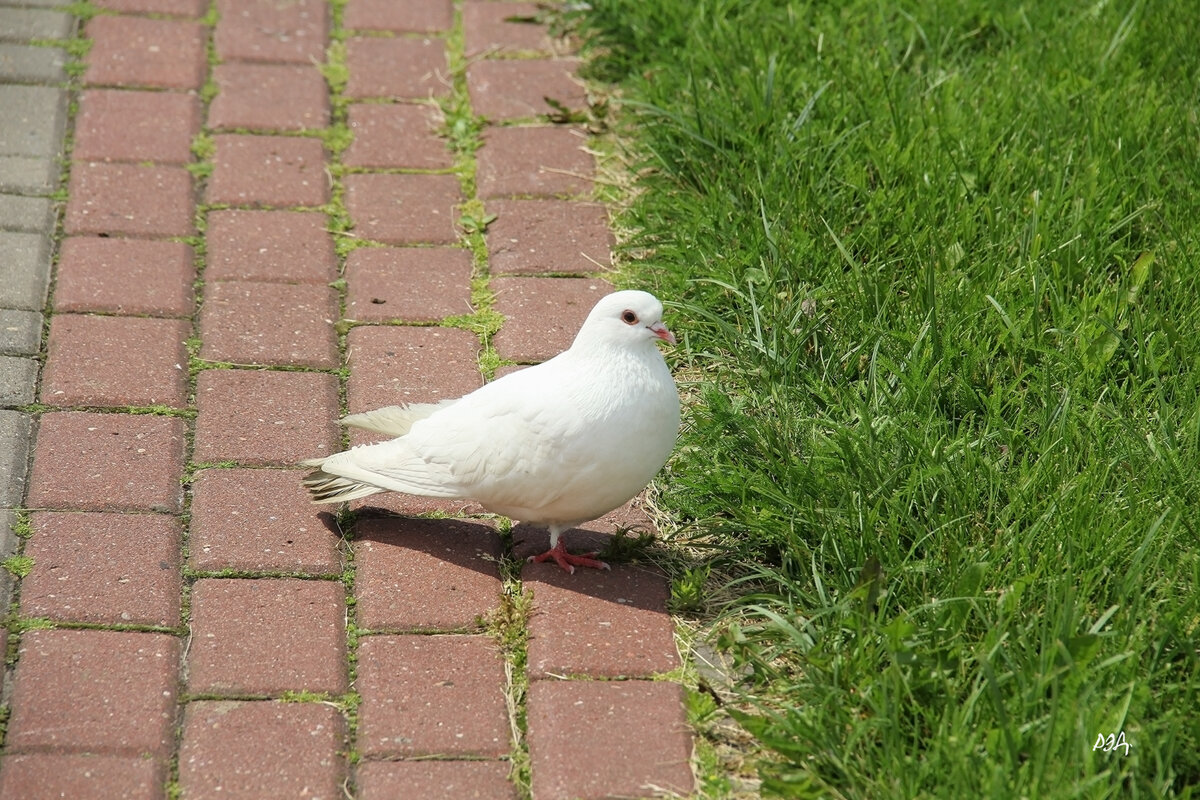 *** - Роланд Дубровский