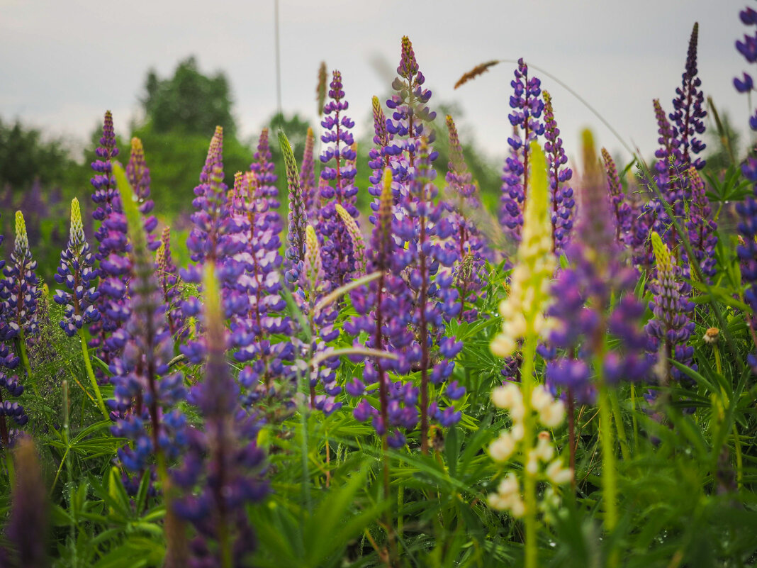 Когда цветут люпины - Магомед .