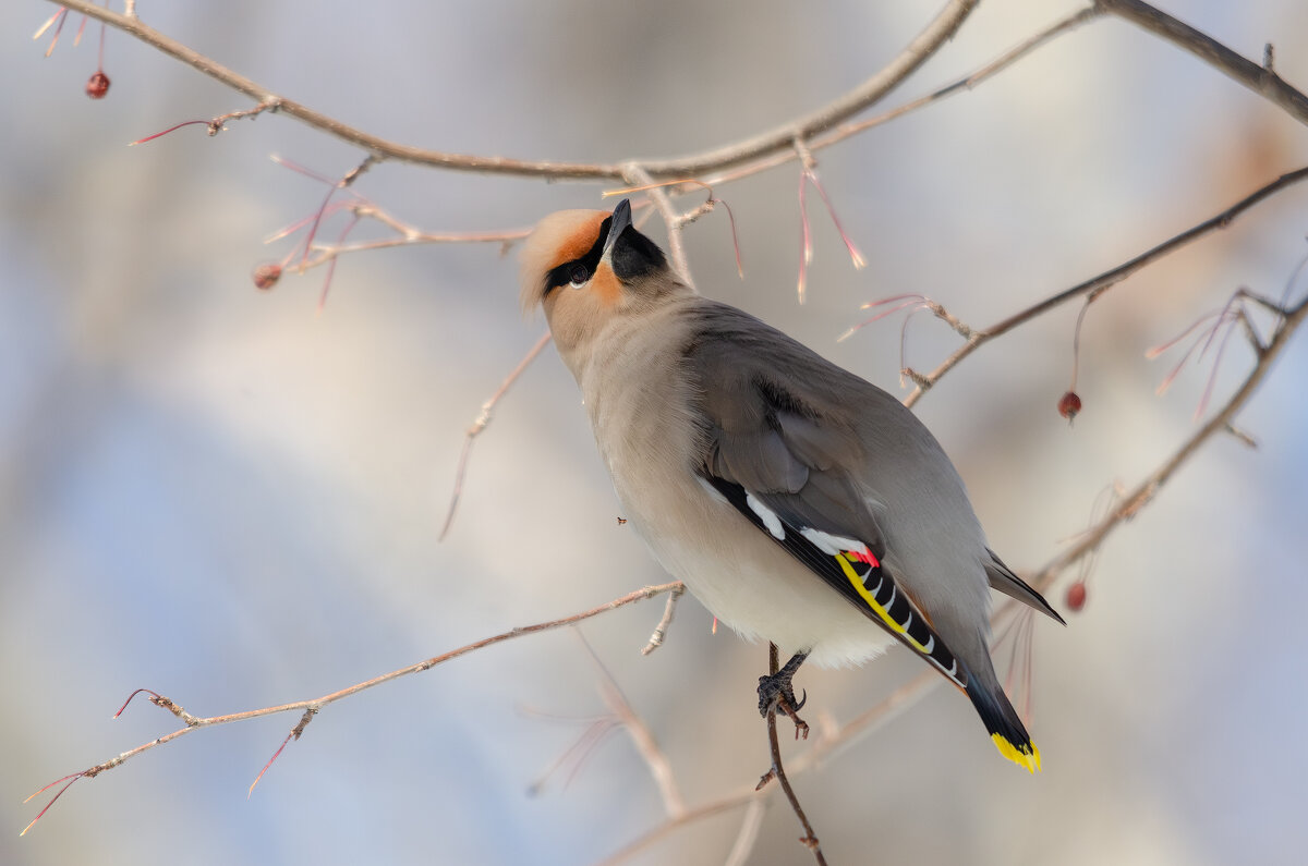 Свиристель. - Виктор Иванович Чернюк