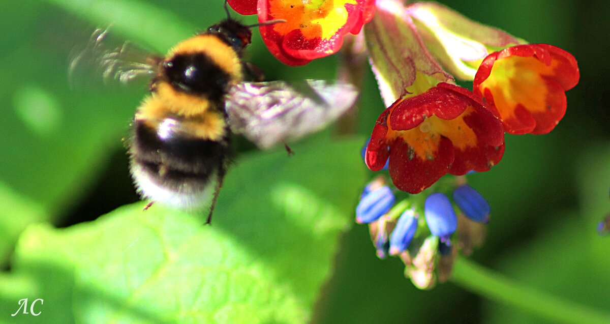 В объективе микромир (серия) - Любовь Сахарова