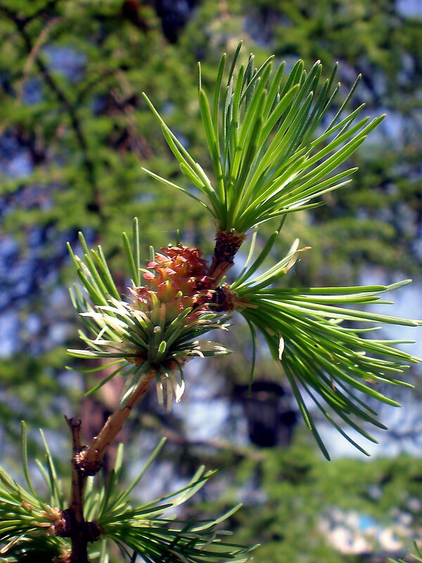 Хвоя - Роман Савоцкий