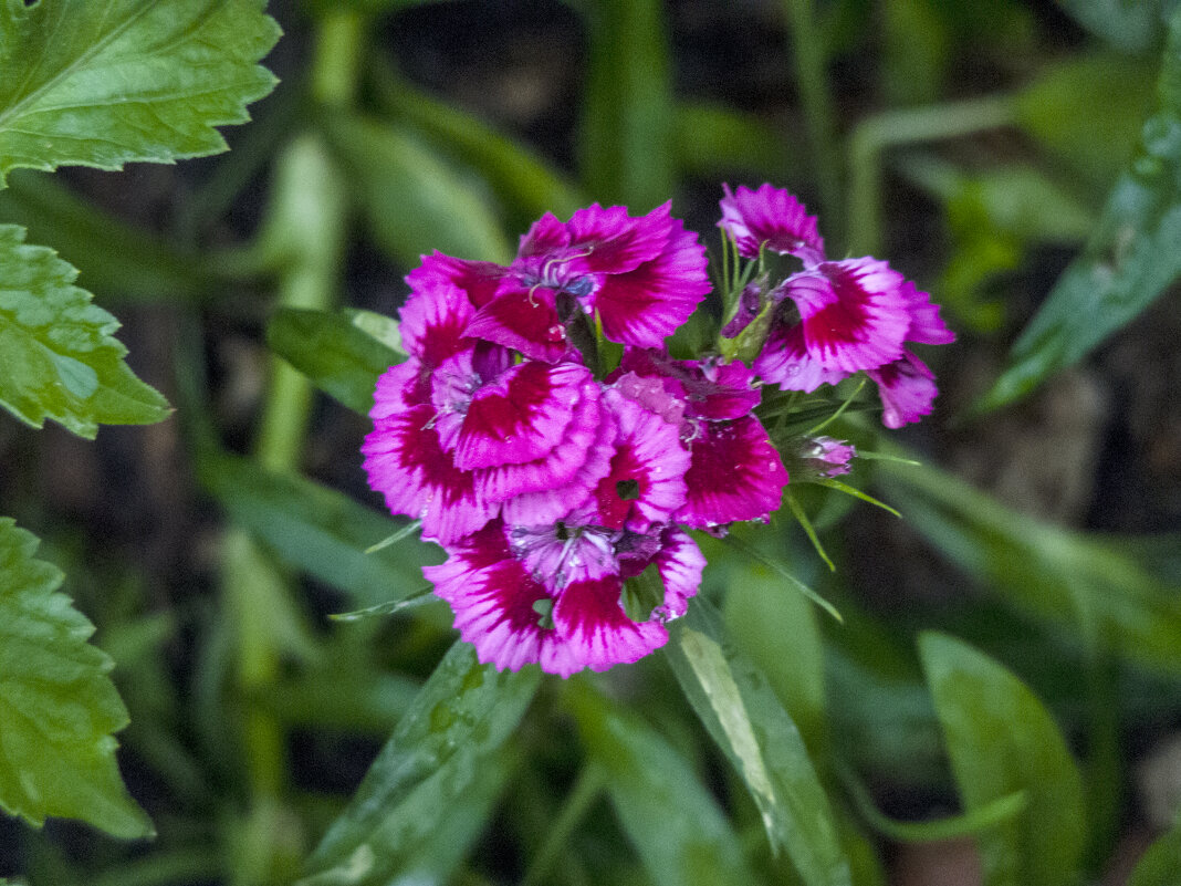 Гвоздика турецкая махровая - Валентин Семчишин Гвоздика турецкая махровая - Валентин Семчишин