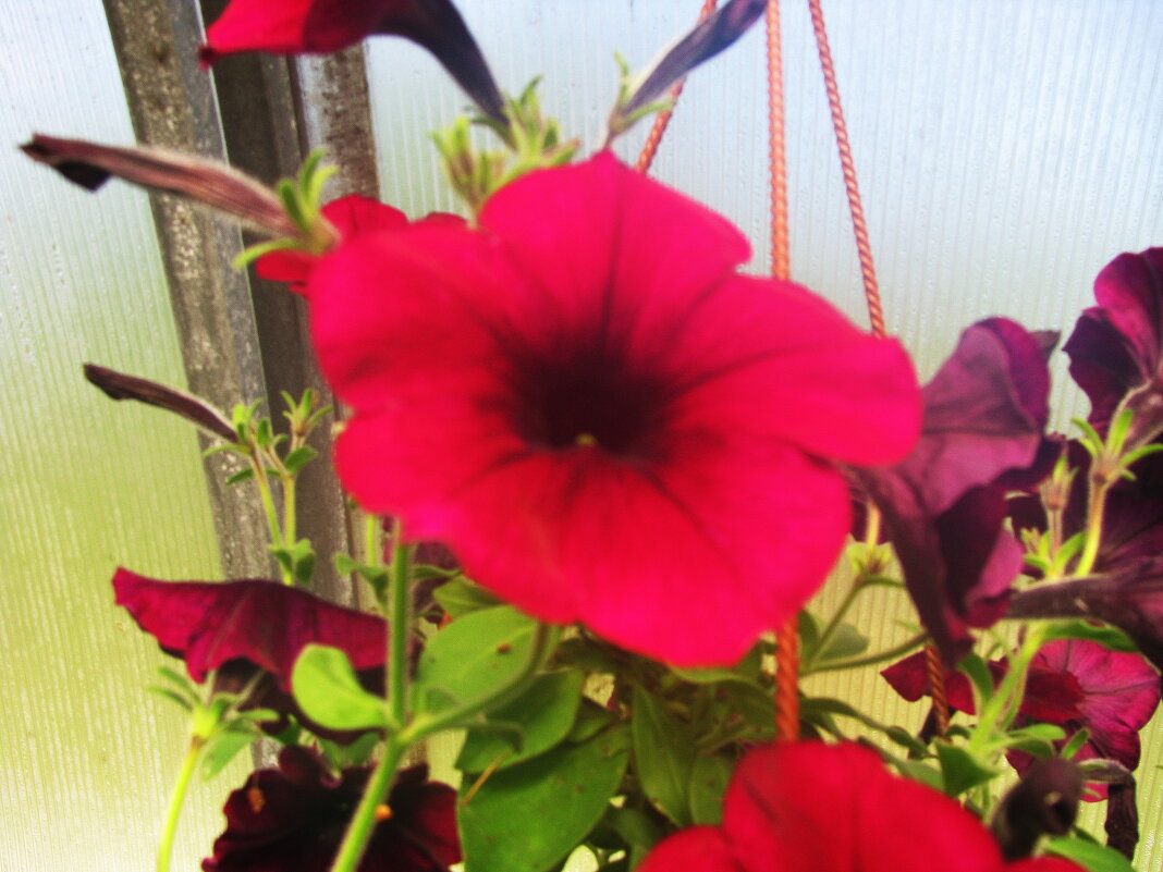 Красота - Людмила Смородинская