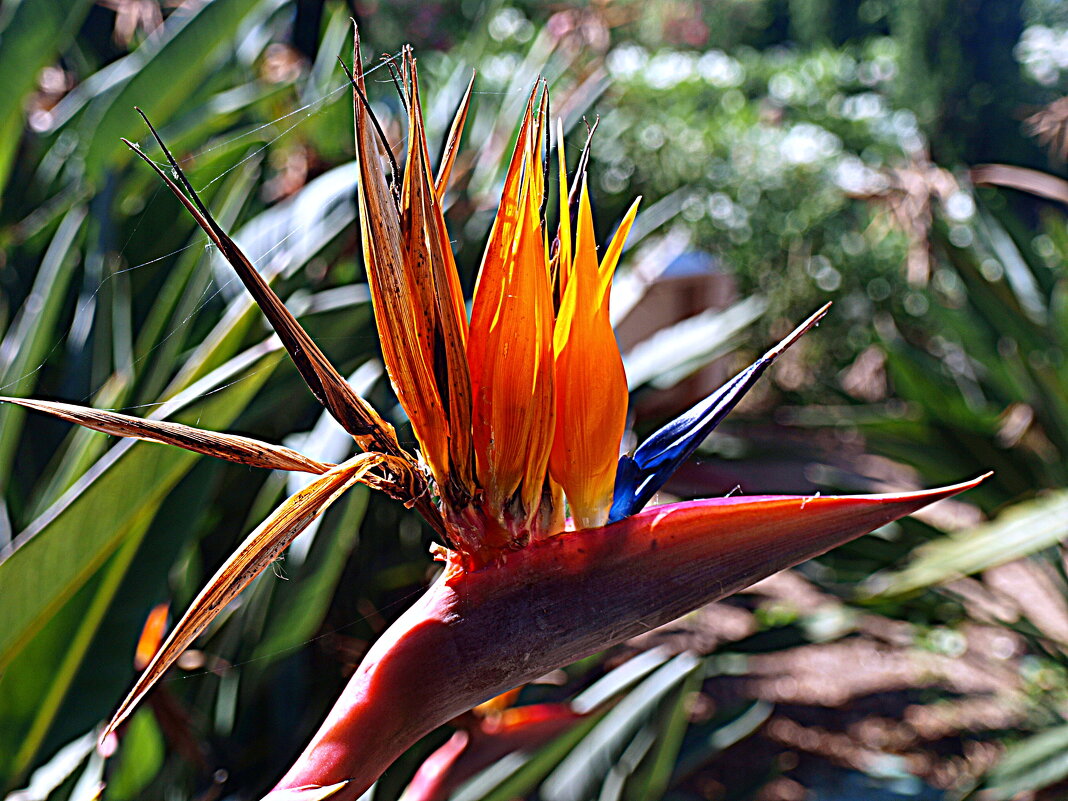 Барселона. - Владимир Драгунский Барселона. - Владимир Драгунский