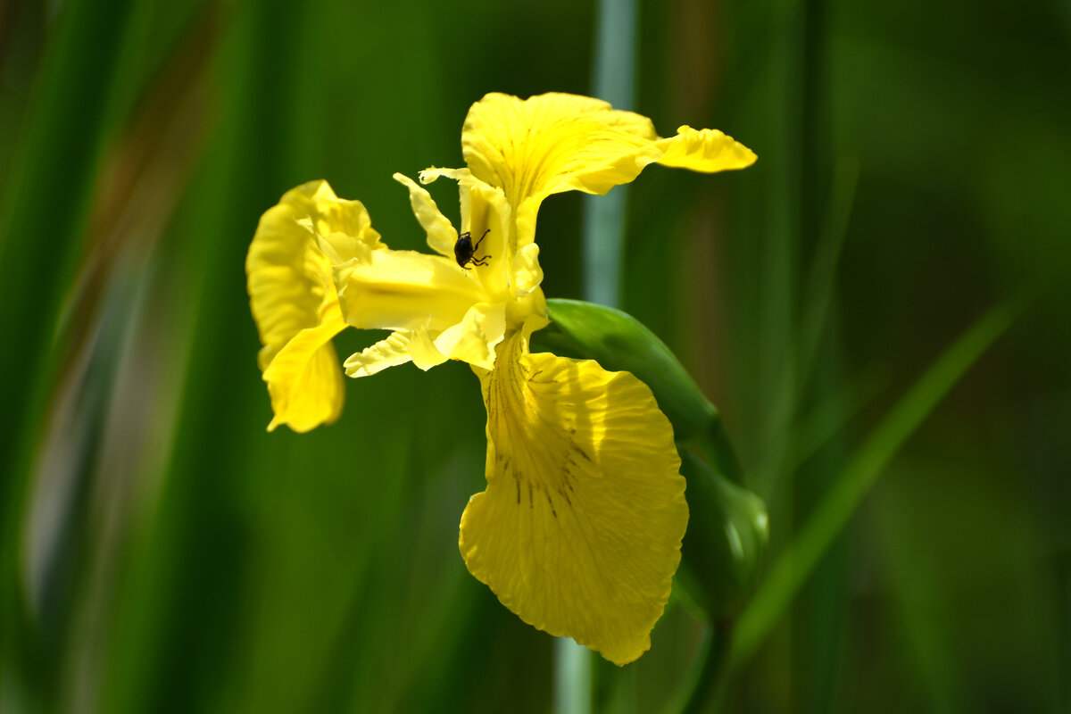 Весна в Ботаническом... - Наташа *****