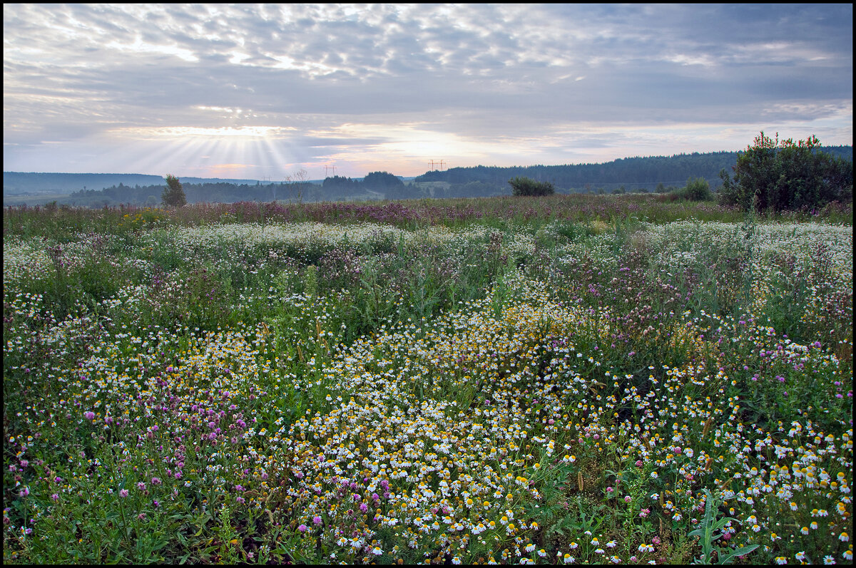 Утро - **** vedin