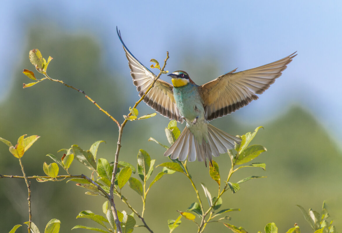 щурки - юрий макаров