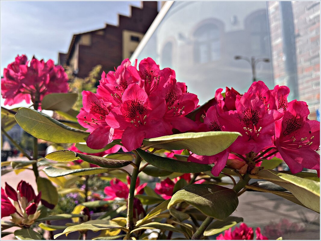 ******** - Валерия Комова