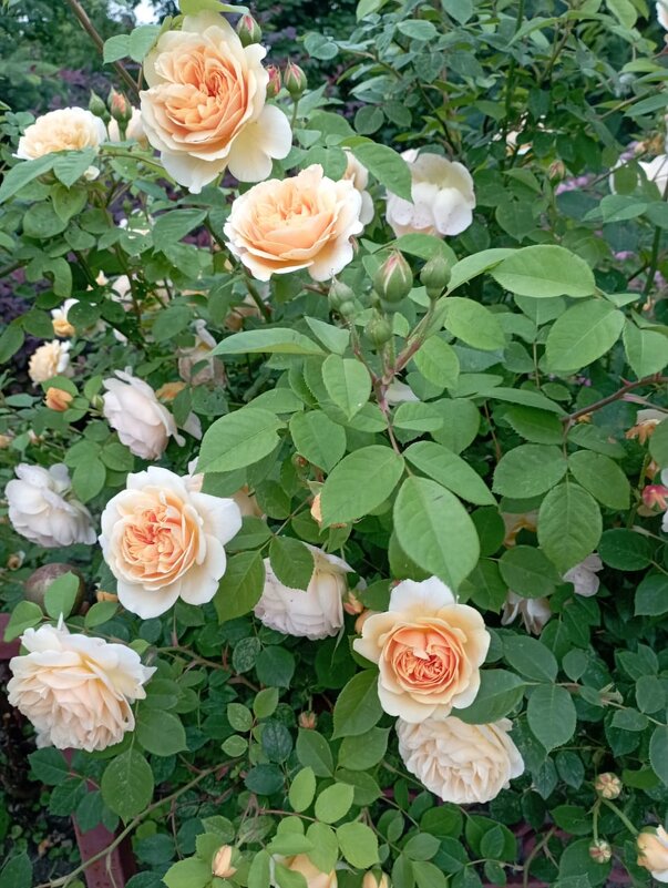 Розочки - Елена Семигина