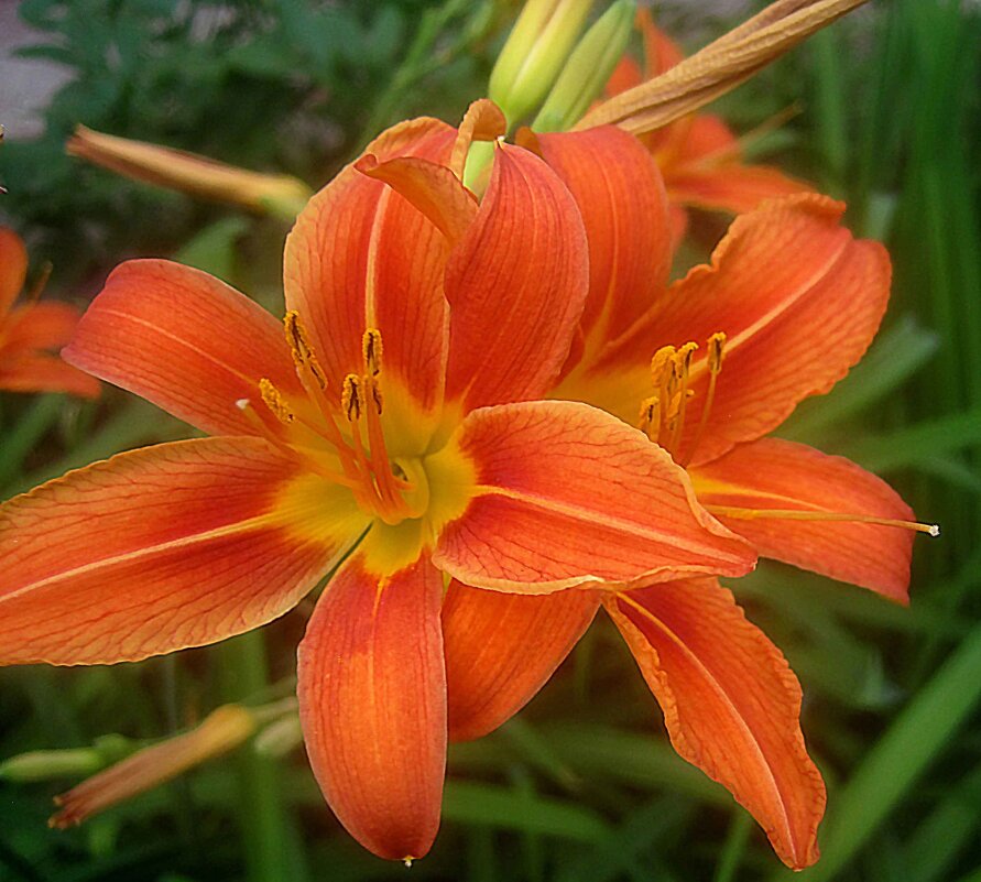 Лилейник - Елена Семигина