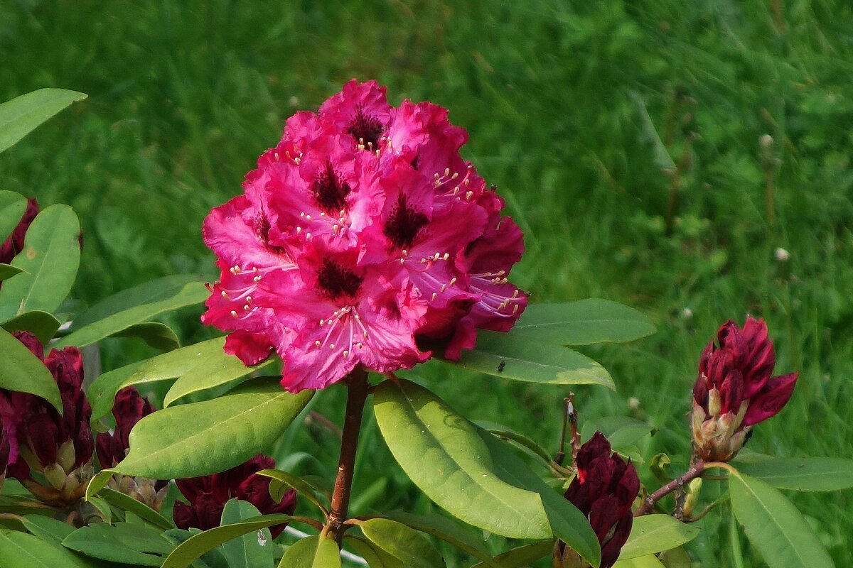 Рододендрон - Рита Симонова
