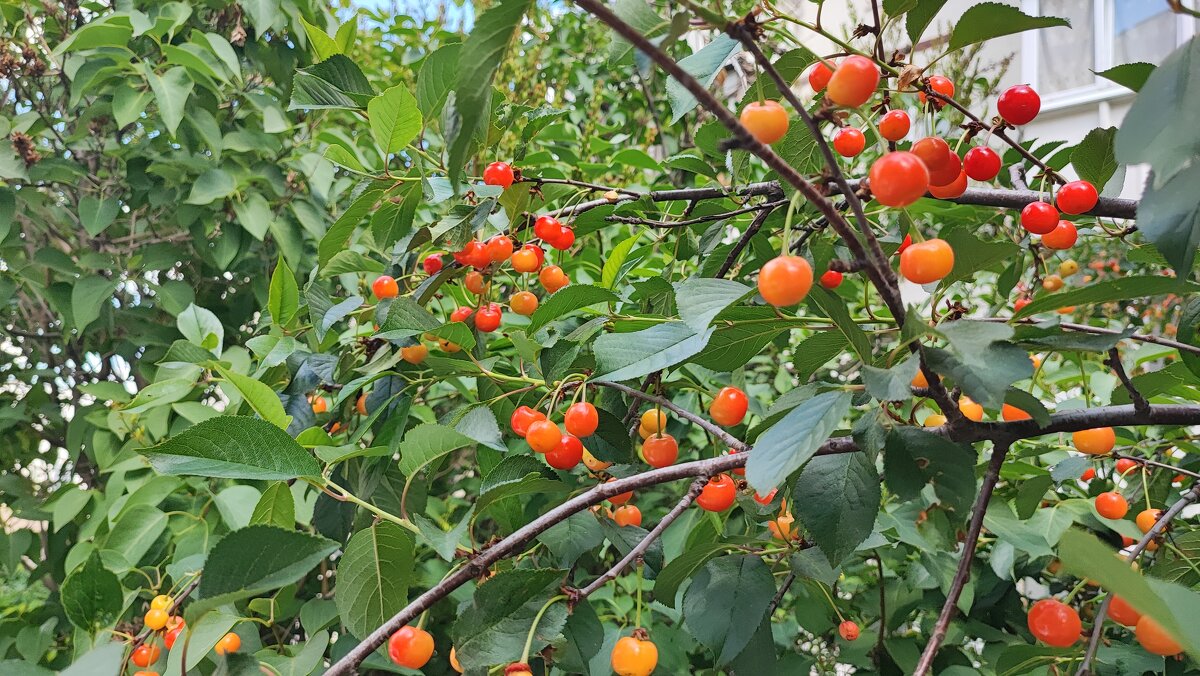 ,,, - Сергей Тимоновский