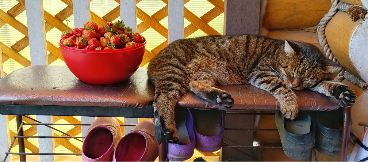 Мурлычьи сновидения - Леонид Абросимов