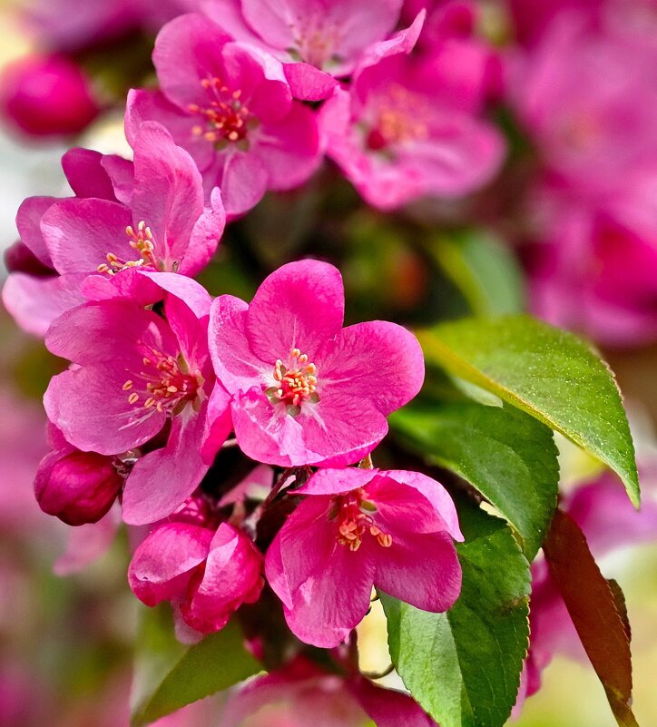 Май цветение - Михаил Свиденцов