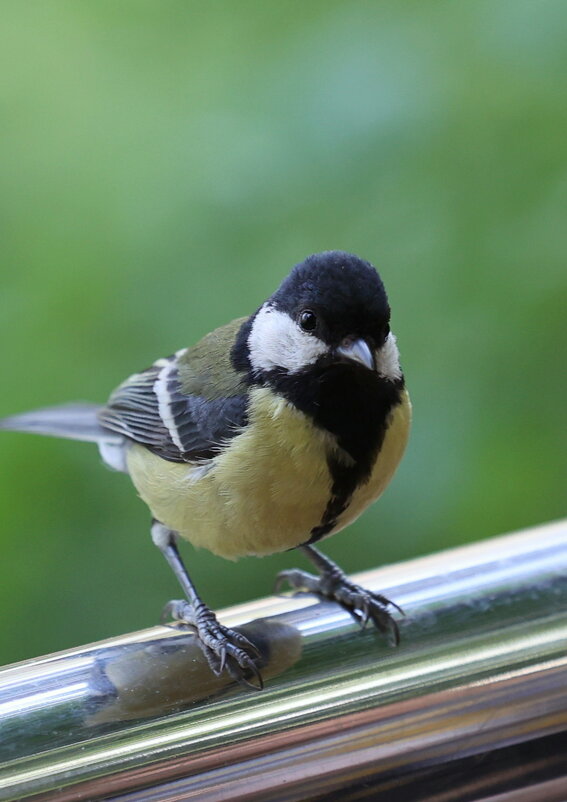 Синичка с отражением - Александр Кондаков