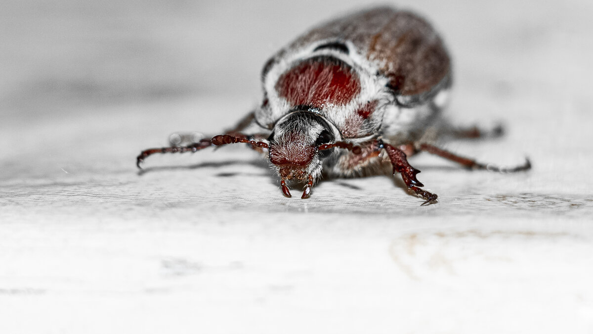 May Bug | 15 - Sergey Sonvar