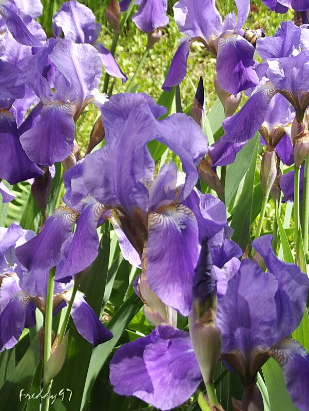 Ирисы - Freddy 97