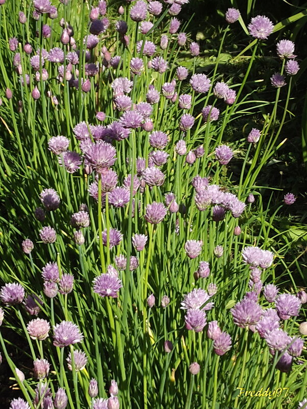 Шнитт-лук - Freddy 97