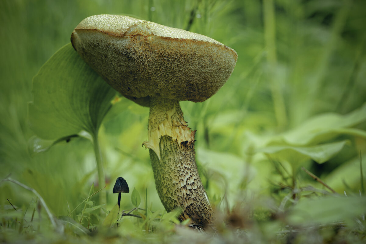 Большой и маленький - Эдуард Куклин Большой и маленький - Эдуард Куклин
