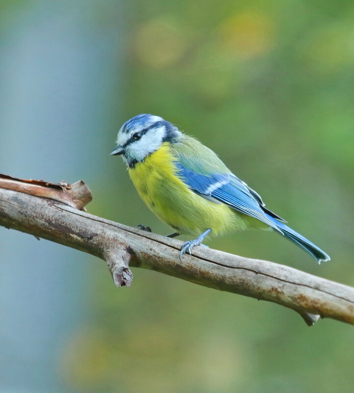 подросток - Andrey Bragin 