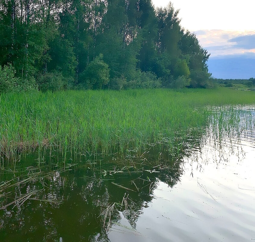 Лето. Вечер. - Ольга Довженко Лето. Вечер. - Ольга Довженко