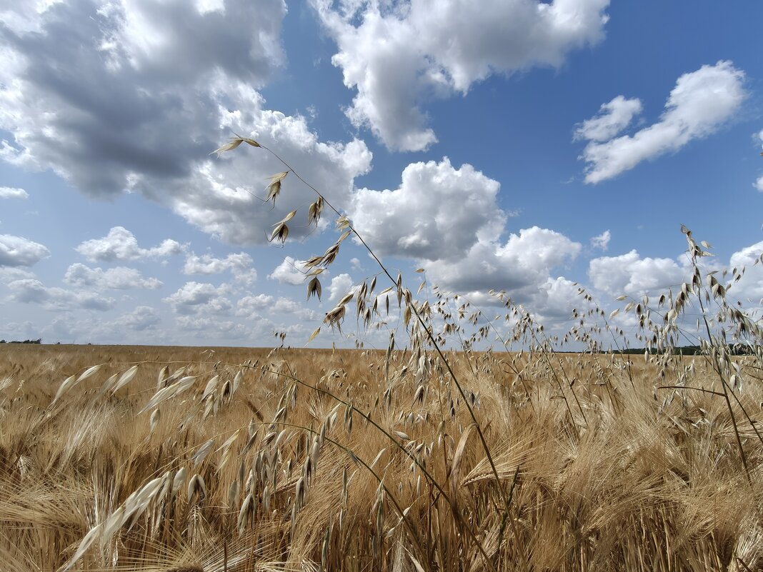 Июнь, зреют хлеба - Валерий Ткаченко