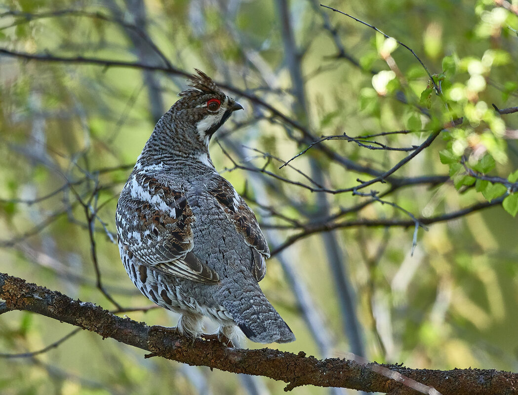 Рябчик - Игорь Шабалин