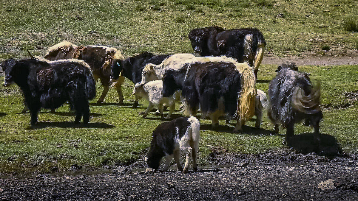 Монголия. Яки - Aleksey Afonin