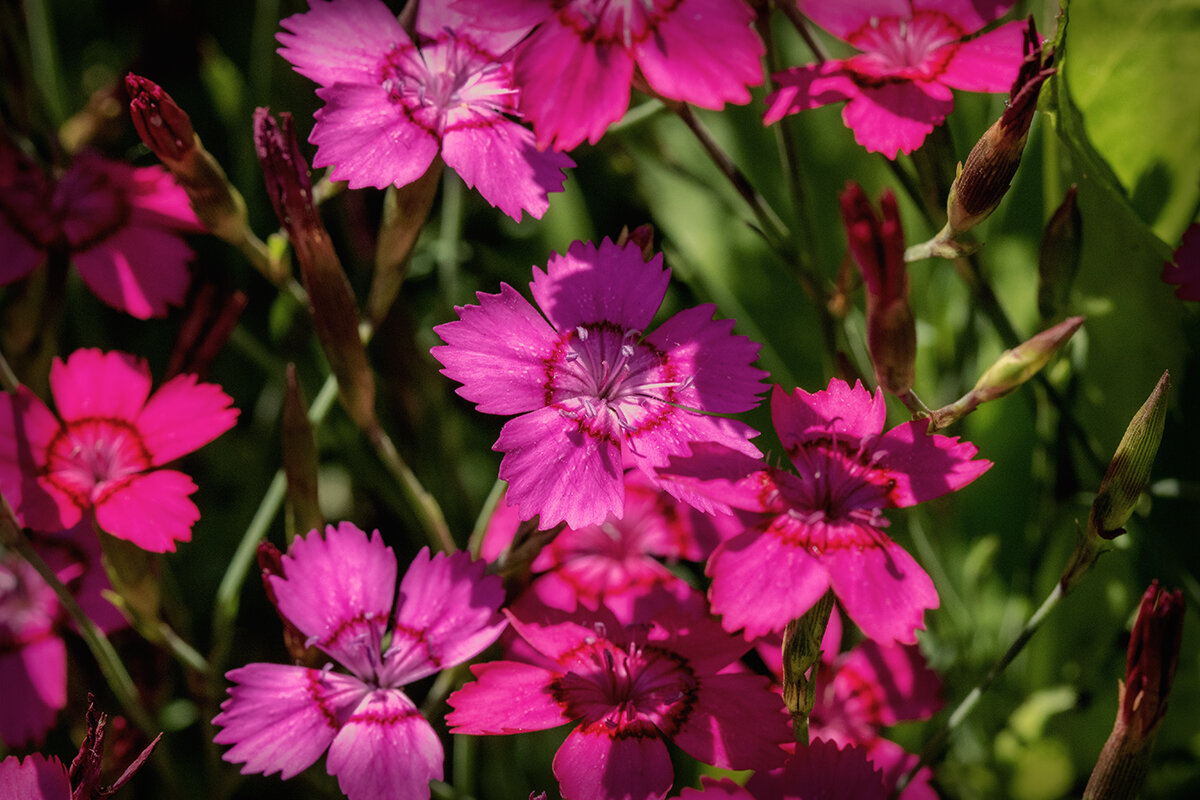Гвоздичная полянка. - Лилия *