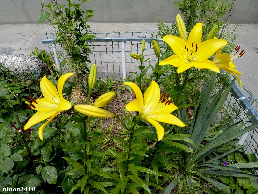 Солнечное лето - Нина Бутко Солнечное лето - Нина Бутко