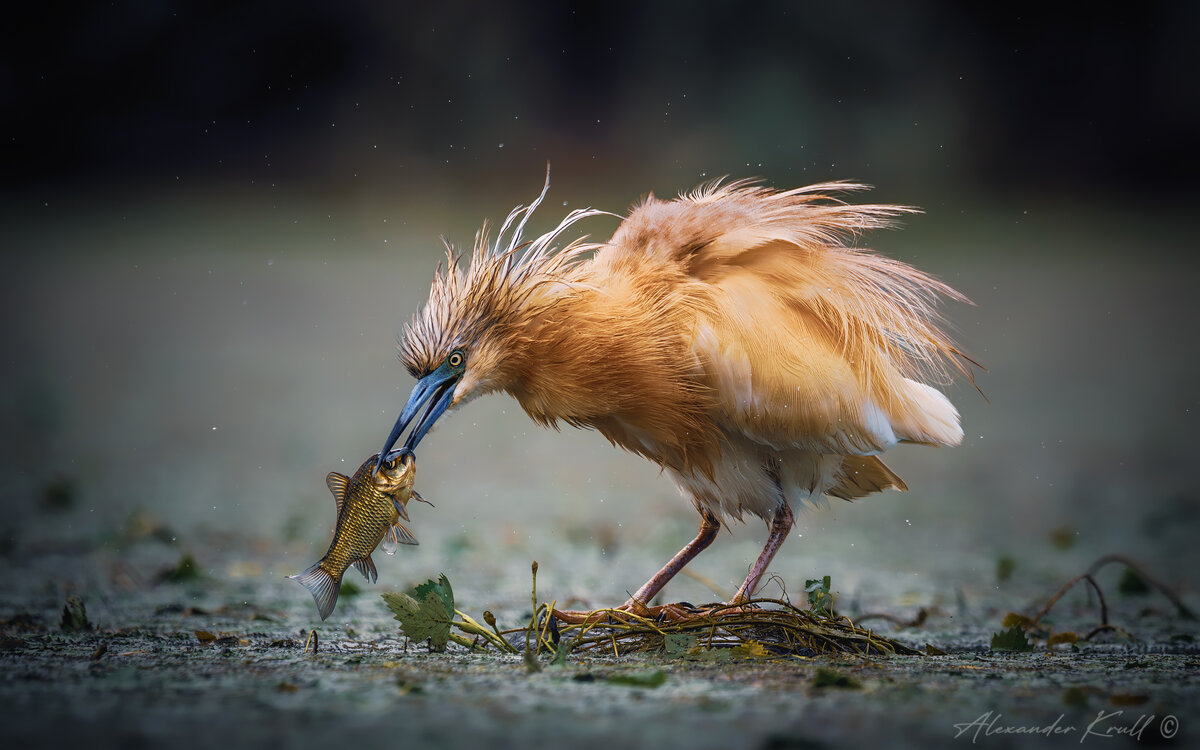 Золотая рыбка - Александр К. Золотая рыбка - Александр К.