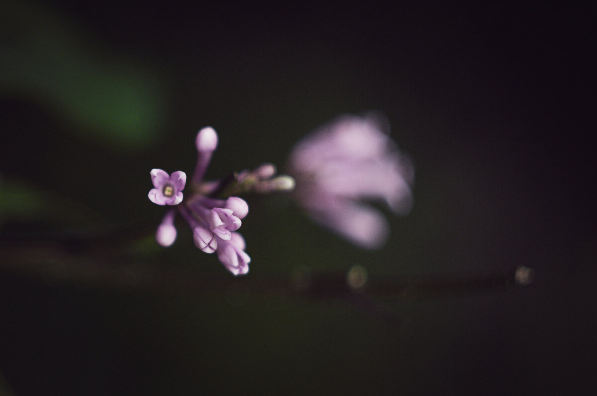 Сирень - Татьяна Аникина